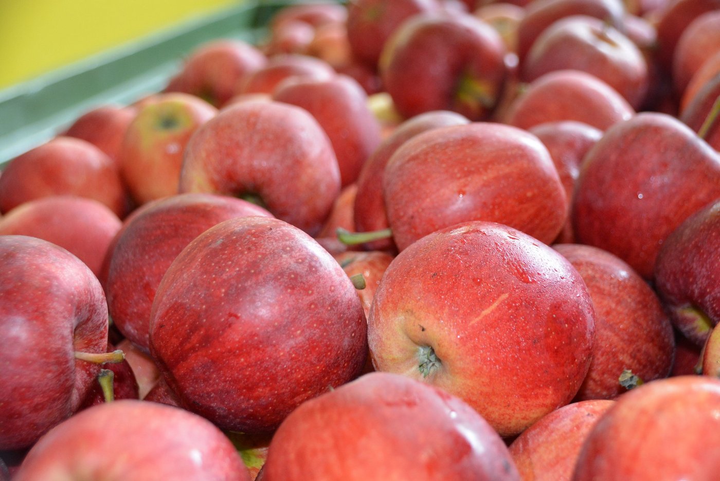 Eine komplett andere Situation als letztes Jahr: Es hat so viele Äpfel, dass der Handel nicht mehr alles annehmen kann. (Bild Armin Emmenegger)