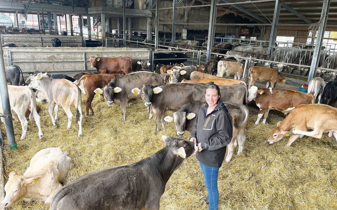 Stall voll mit Rindvieh: vorne die jüngsten Mastmunis, im Hintergrund die Milchviehherde.