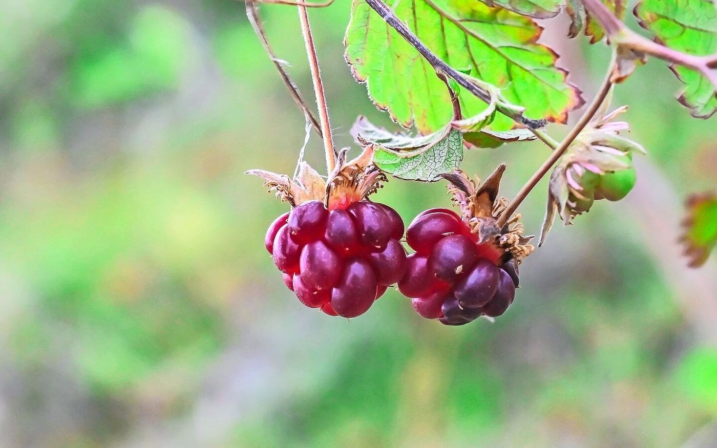 Die Stauden der Allackerbeere werden 20 bis 25 Zentimeter hoch. Von Mai bis Juli zeigen sich kleinen rosa Blüten.