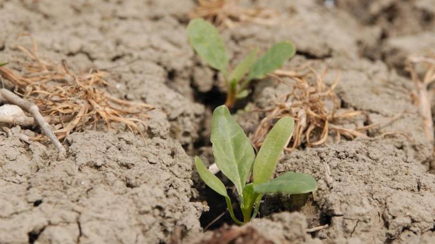 Die italienische Landwirtschaft leidet unter der Hitzewelle. (Symbolbild die grüne)