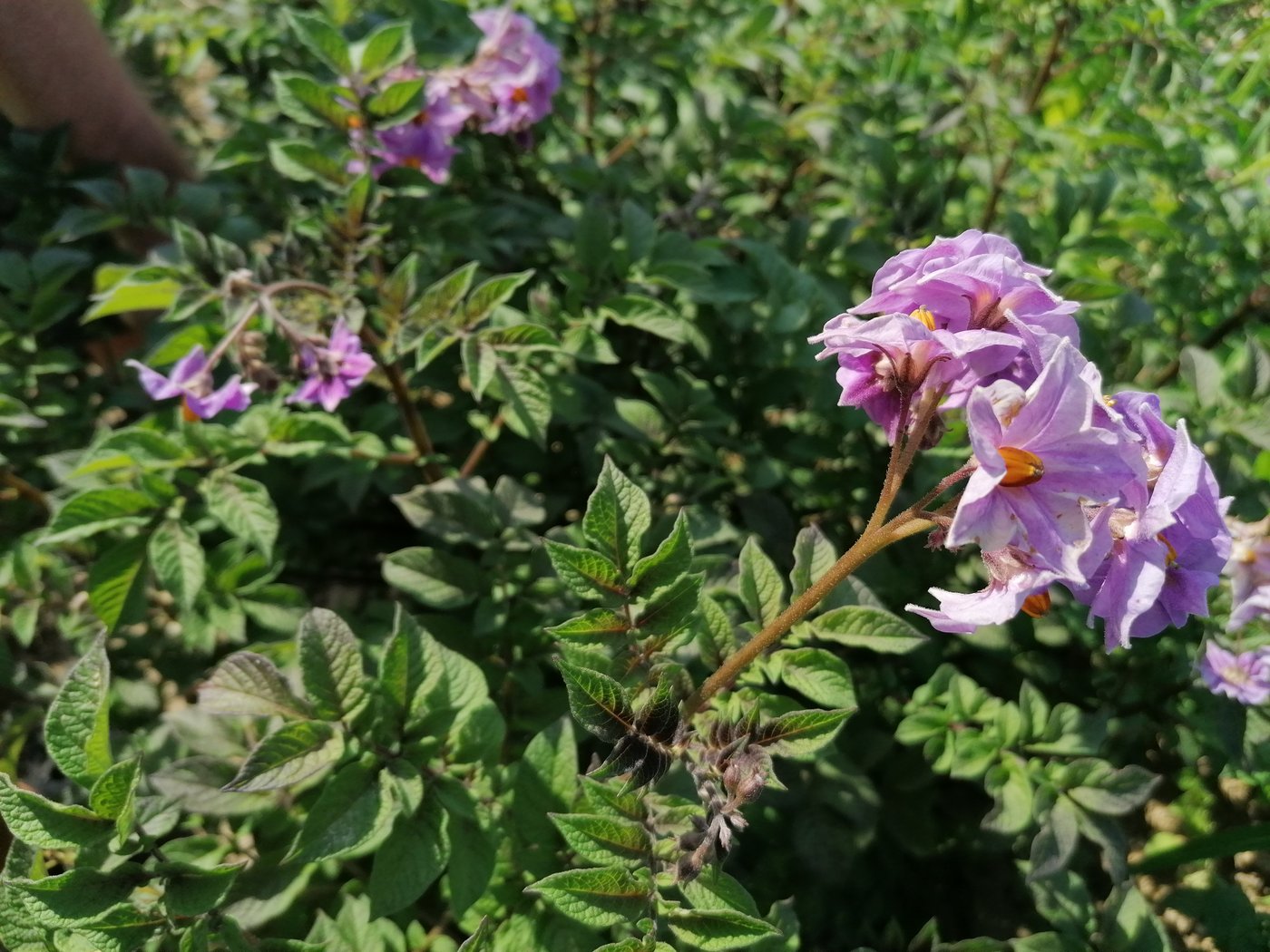 Der Züchtungs-Experte weiss: Die Stängelfarbe ist oft gleich wie die der Schalen der Knolle. (Bild Belinda Balmer)