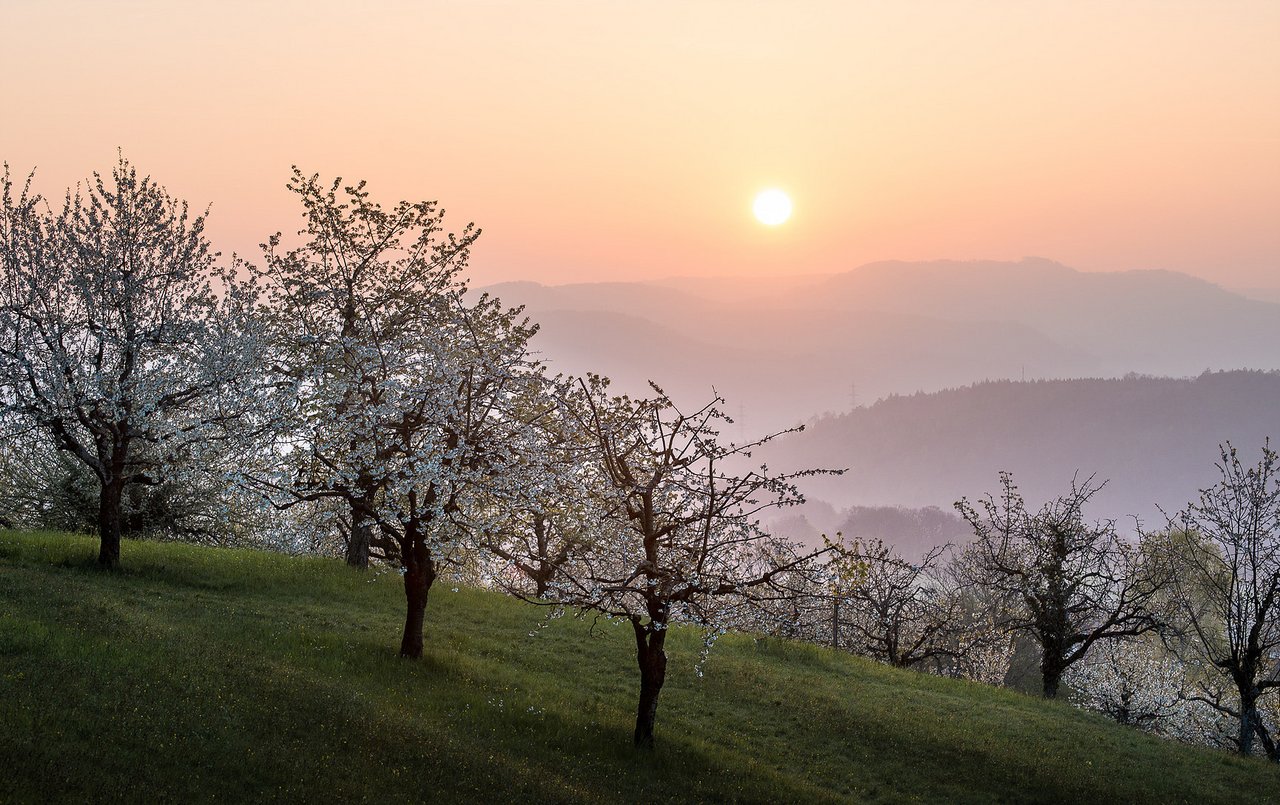 Hochstamm im Sonnenuntergang: Der Untergang der Bäume scheint abgewendet. (Bild Hochstamm Suisse)