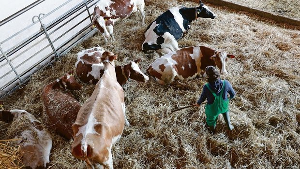 Arbeitgeber in der Landwirtschaft müssen ihren Angestellten Beiträge für die Sozialversicherungen der 1. Säule, der beruflichen Vorsorge sowie der Krankentaggeld- und Unfallversicherung entrichten. 