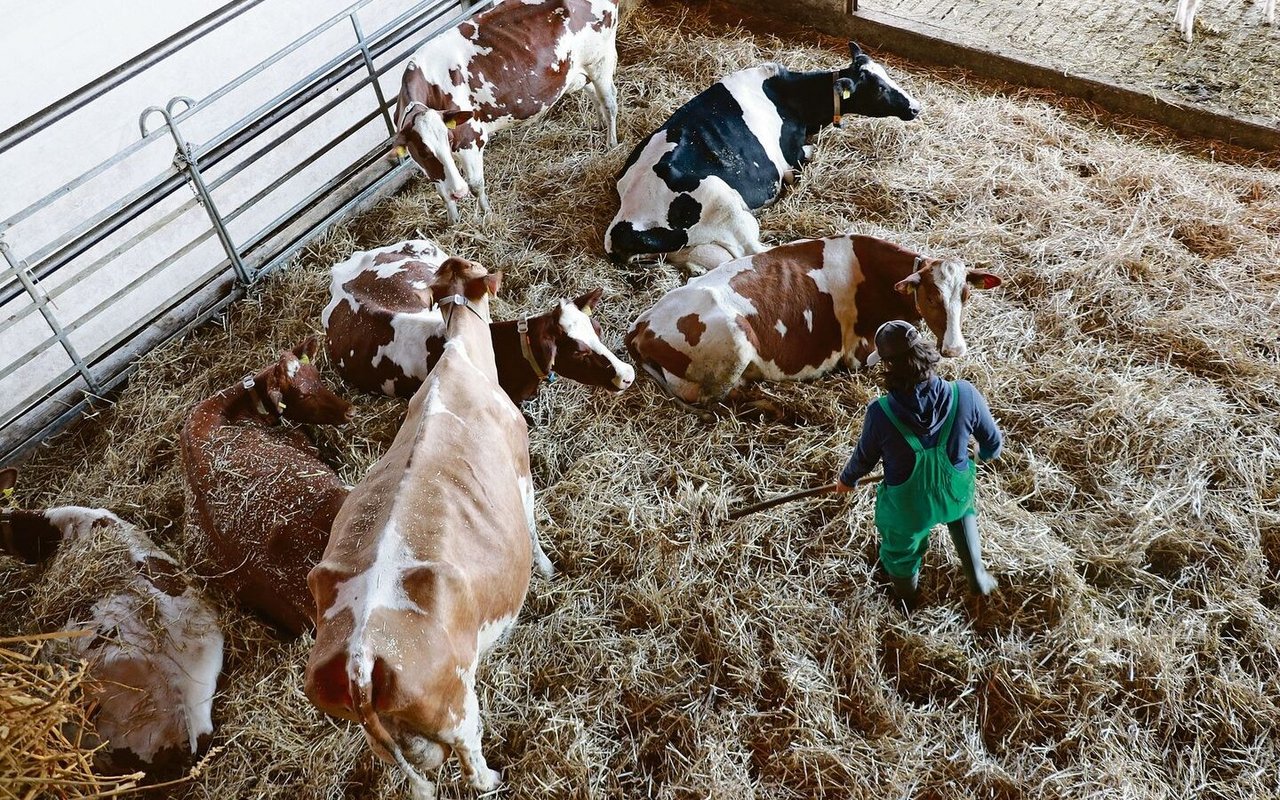 Arbeitgeber in der Landwirtschaft müssen ihren Angestellten Beiträge für die Sozialversicherungen der 1. Säule, der beruflichen Vorsorge sowie der Krankentaggeld- und Unfallversicherung entrichten. 