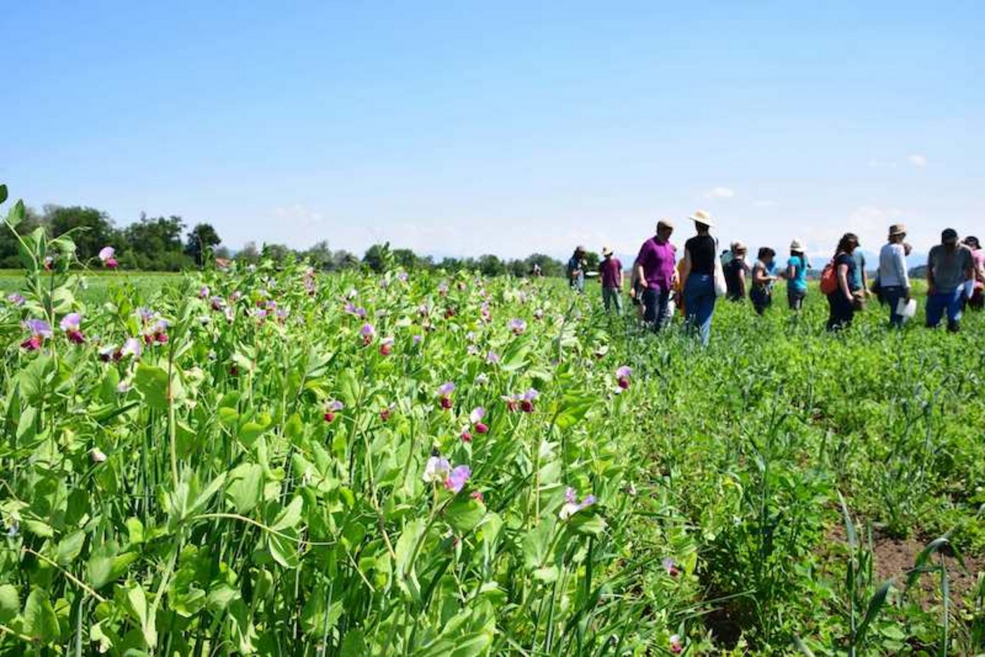 Am Standort in Uster ZH blühen die Erbsen, die in Kombination mit Sommergerste angesät wurden. Das Züchterteam der Getreidezüchtung Peter Kunz erhofft sich positive Interaktionen zwischen den beiden Mischungspartnern. (Bild lko)