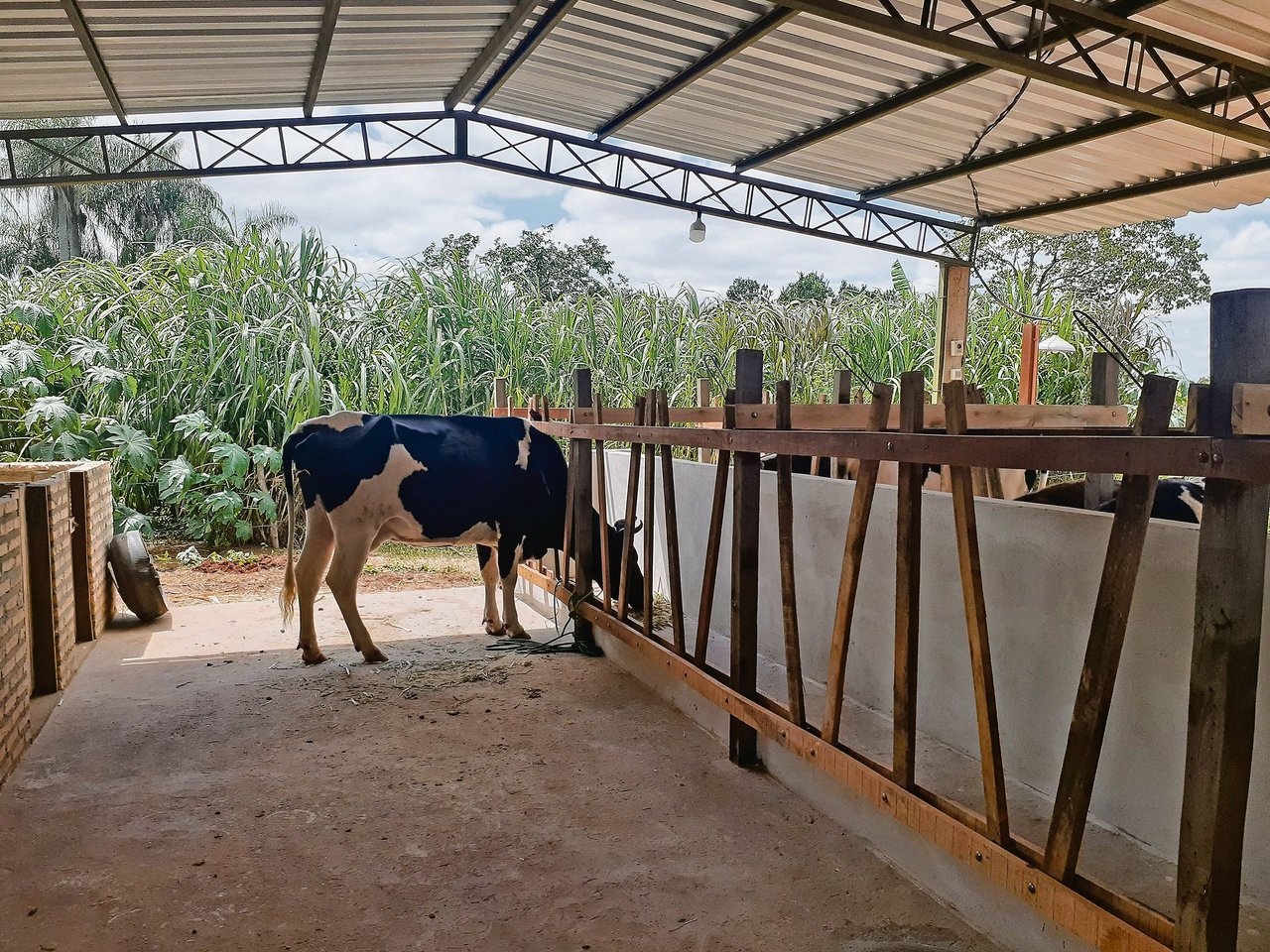 Die neue Futterbank mit Fressgitter für 20 Milchkühe haben Michèle Huber und ihre Mitarbeitenden selbst gebaut. (Bild Michèle Huber)
