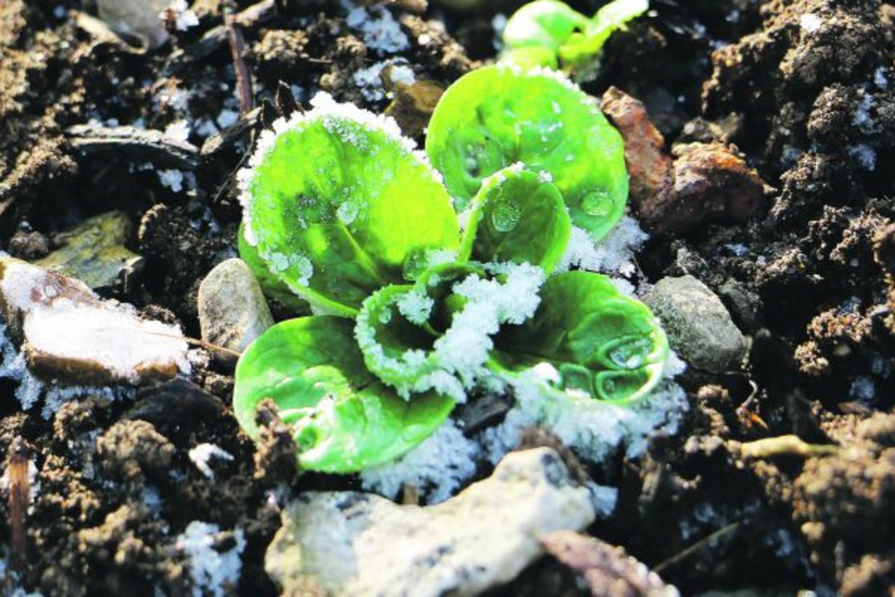 Viele Gemüse- und Salatarten überstehen den Winter auch im Freien. Mit ein paar einfachen Massnahmen können sie «winterhart» gemacht werden. (Bild Eveline Dudda)