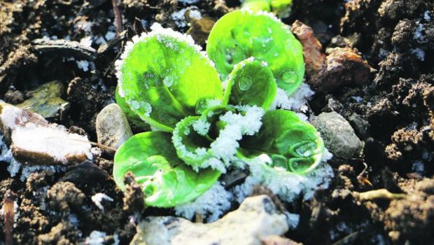 Viele Gemüse- und Salatarten überstehen den Winter auch im Freien. Mit ein paar einfachen Massnahmen können sie «winterhart» gemacht werden. (Bild Eveline Dudda)