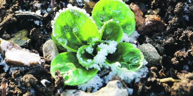 Viele Gemüse- und Salatarten überstehen den Winter auch im Freien. Mit ein paar einfachen Massnahmen können sie «winterhart» gemacht werden. (Bild Eveline Dudda)