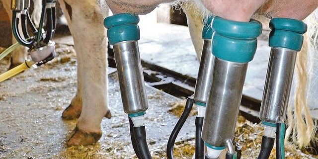 Die Bauern sollen mehr Melken wird verlangt. (Bild BauZ)