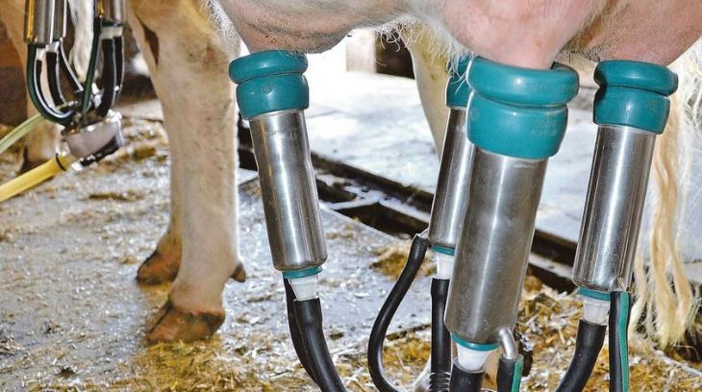 Die Bauern sollen mehr Melken wird verlangt. (Bild BauZ)