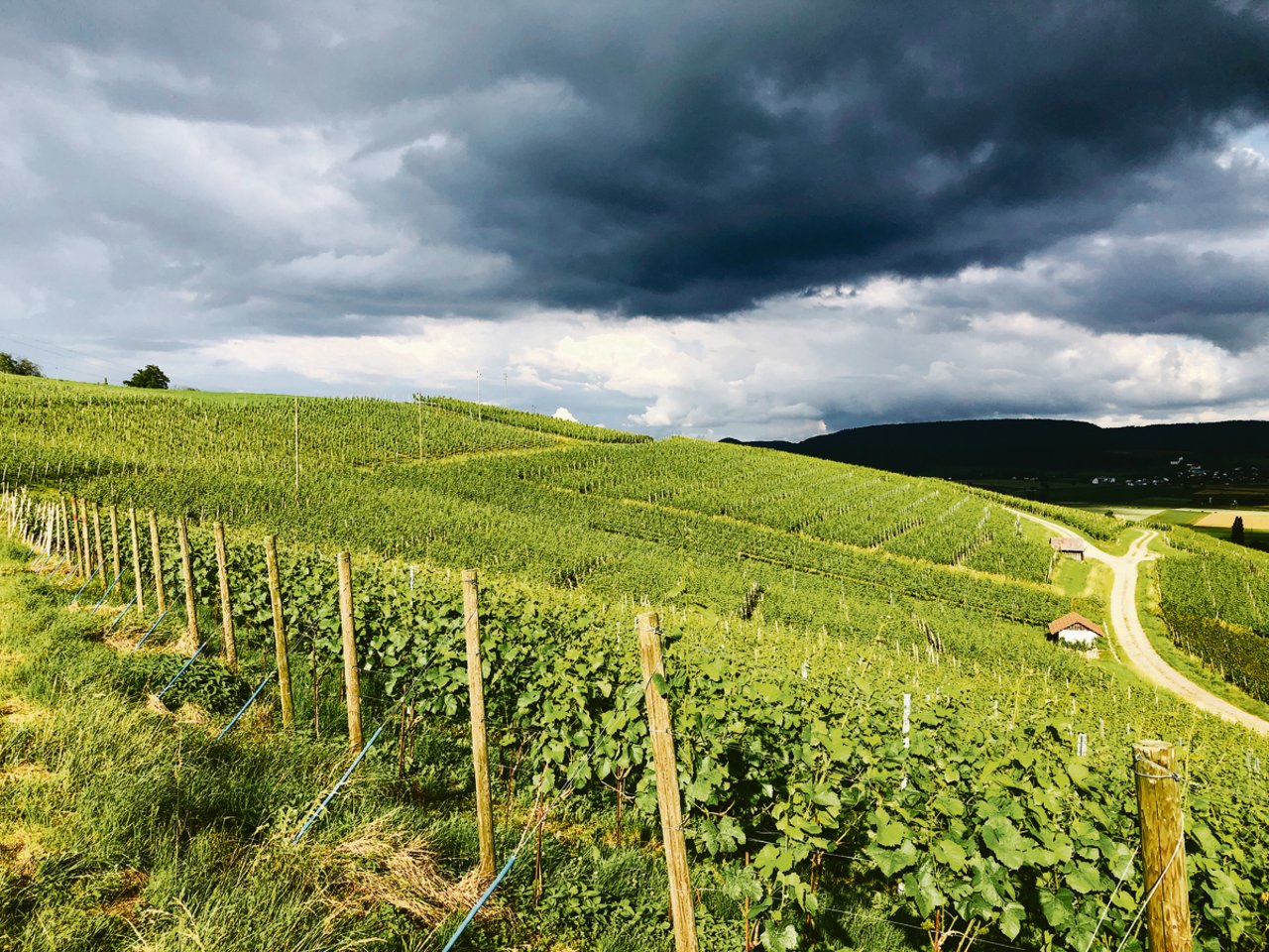 Dunkle Wolken während der Blütezeit, aber auch generell: Wegen zu hoher Lager steht die Weinwirtschaft gegenwärtig gewaltig unter Druck.(Bild zVg)