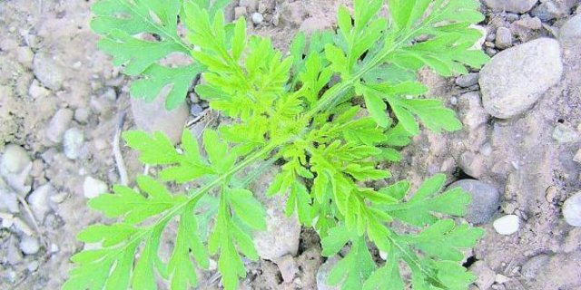 Gefürchteter Neophyt: Ambrosia hat schwer allergene Pollen und ist deshalb – noch – auf der schwarzen Liste. (Bild ambrosia.ch)