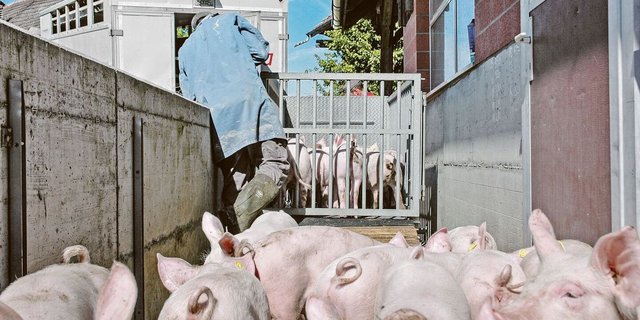 Der Jagerverlad machte für die Mastferkelproduzenten schon mehr Freude als in den beiden vergangenen Jahren. 2024 dürfte besser werden.