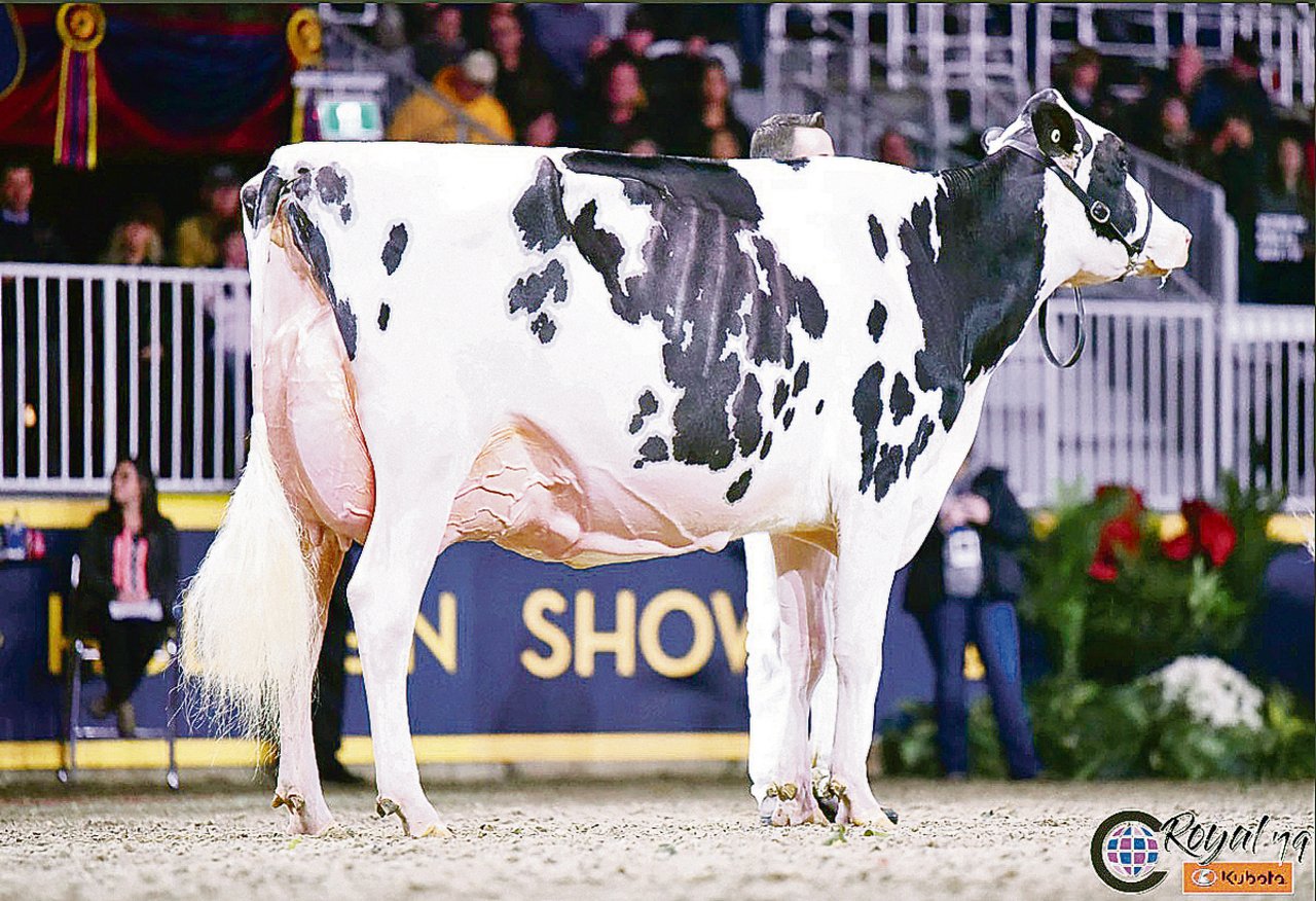 Idee Windbrook Lynzi wurde Holstein-Champion.