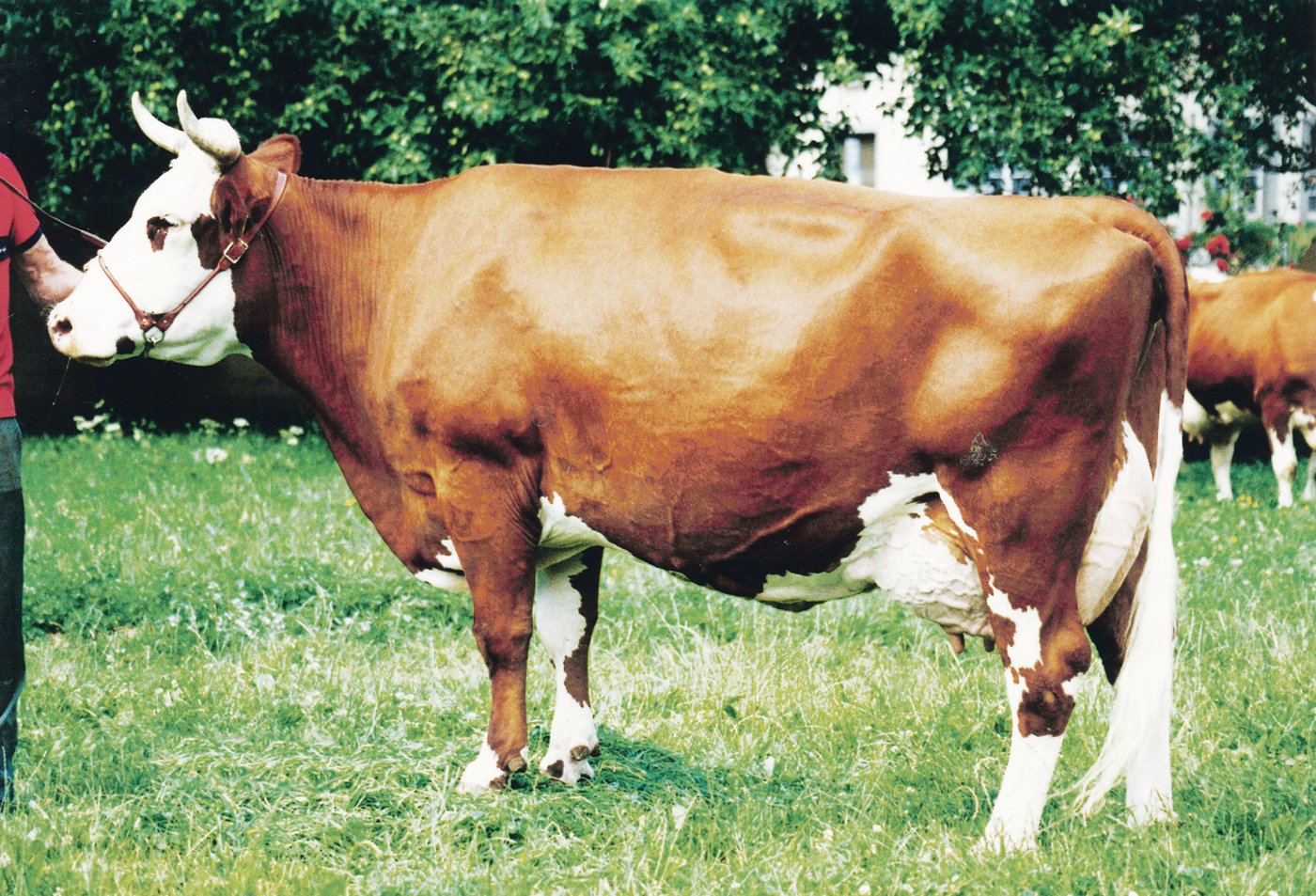 Trimbo Carmen, Reserve-Schöneuter an der RH-Austellung.(Bild ra)