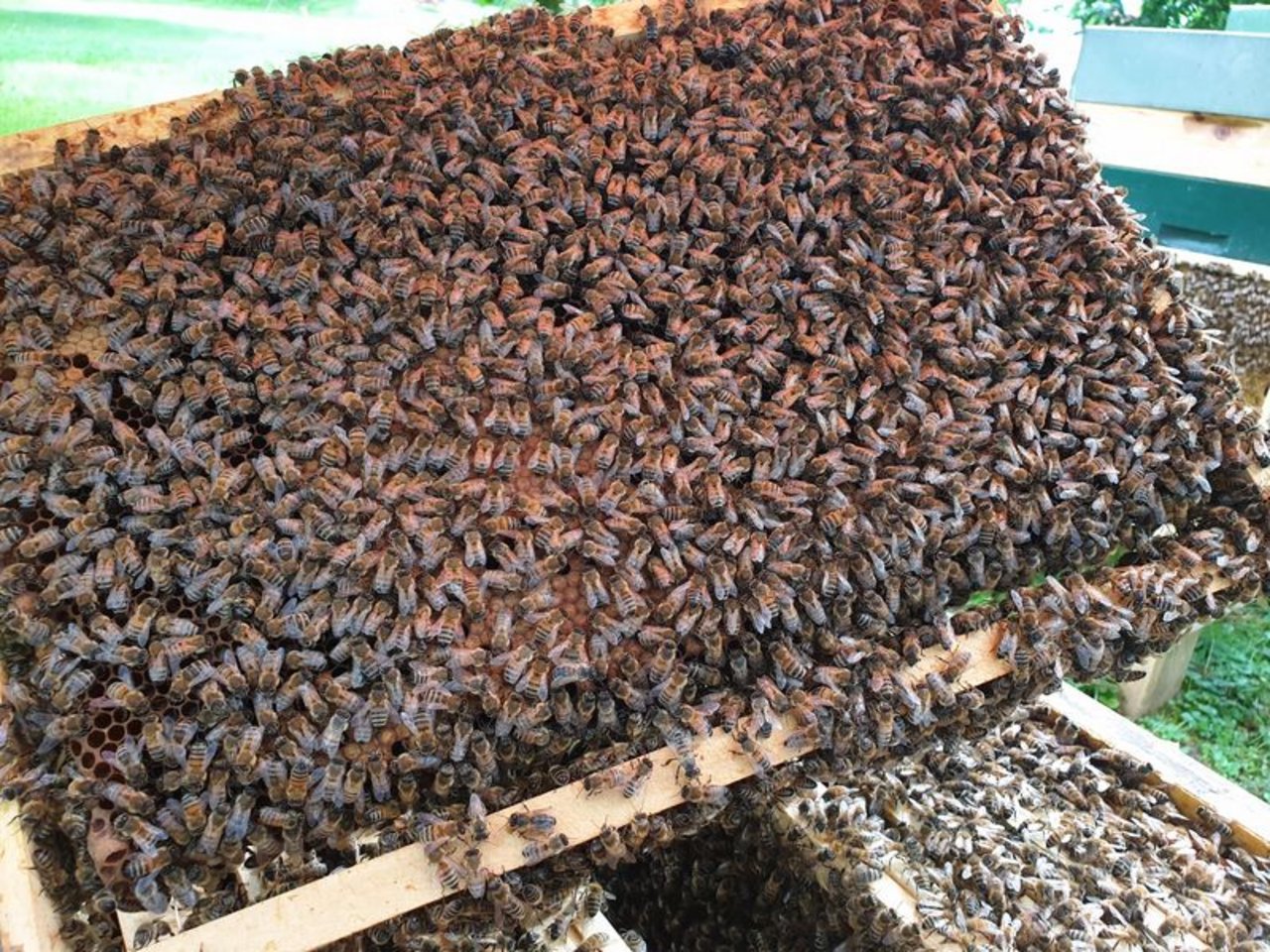 Erfreulicherweise konnte im Honigjahr 2020 in der Schweiz kein einziger Befall eines Bienenvolkes mit dem Kleinen Beutekäfer registriert werden. (Bild ji)