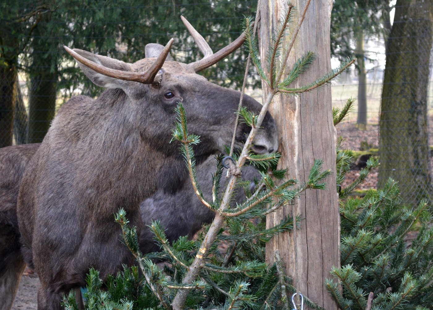 Elche stellen ihre Nahrung im Winter auf Nadelbäume um. (Bild Stiftung Wildnispark Zürich)