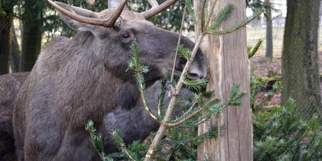Elche stellen ihre Nahrung im Winter auf Nadelbäume um. (Bild Stiftung Wildnispark Zürich)