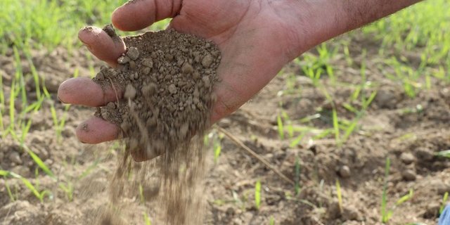 Böden, welche gute Leistungen erbringen sollen, müssen ausreichend mit Kalk versorgt sein.  Bild: Ruth Aerni