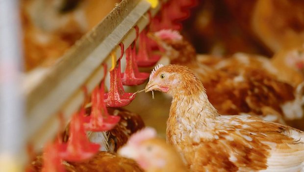 Rationell und kosten Rationell und kostengünstig: Die Geflügelproduktion erlebte in den vergangenen Jahren einen Boom. Nun machen die steigenden Kosten den Produzenten einen Strich durch die Rechnung.