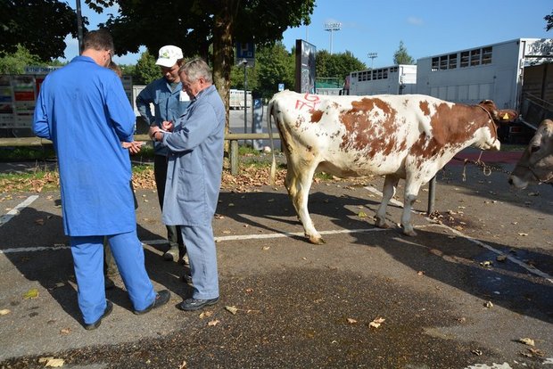 Der Bauer erhält einen Fixbetrag für seine Kuh, welcher direkt vom Gesamtpreis der Maschine abgezogen wird. (Symbolbild Josef Scherer)
