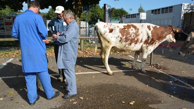 Der Bauer erhält einen Fixbetrag für seine Kuh, welcher direkt vom Gesamtpreis der Maschine abgezogen wird. (Symbolbild Josef Scherer)