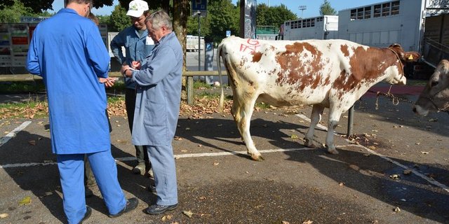 Der Bauer erhält einen Fixbetrag für seine Kuh, welcher direkt vom Gesamtpreis der Maschine abgezogen wird. (Symbolbild Josef Scherer)