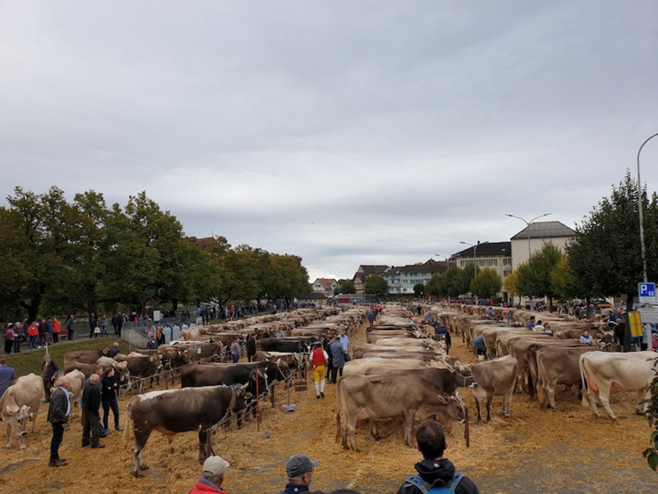 Eindrückliche Schaukulisse: 650 Tiere fanden sich auf dem Brauereiplatz in Appenzell ein.