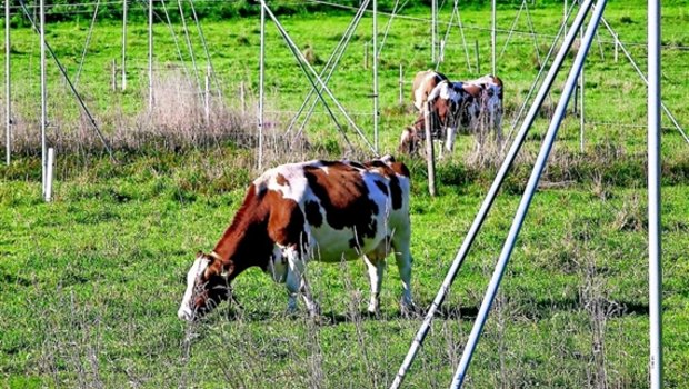 Bald weiden die Kühe hier nicht mehr: 3400 Hektaren landwirtschaftliches Kulturland gehen hierzulande pro Jahr verloren. (Bild SBV)