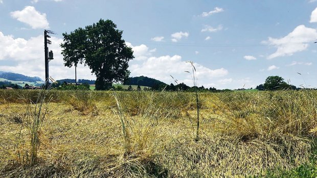 Die Biobranche verze Die Biobranche verzeichnet für das vergangene Jahr rund 4000 Tonnen Auswuchs-Biogetreide. Die Futtergetreideernte ist um rund 20 % tiefer ausgefallen als im 2020.