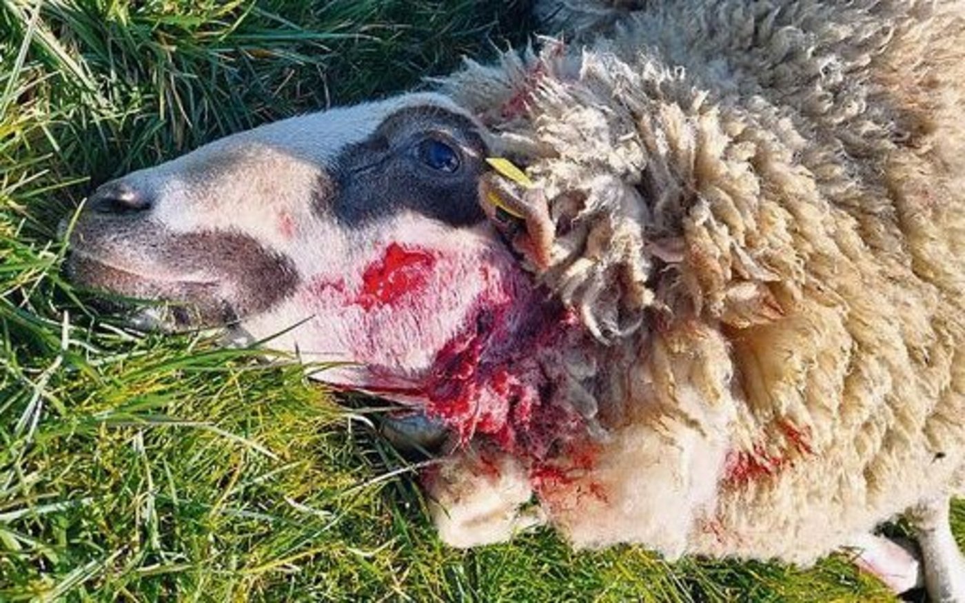 Totes Schaf: Nicht immer ist klar, ob die Rissspuren von einem Wolf stammen. 