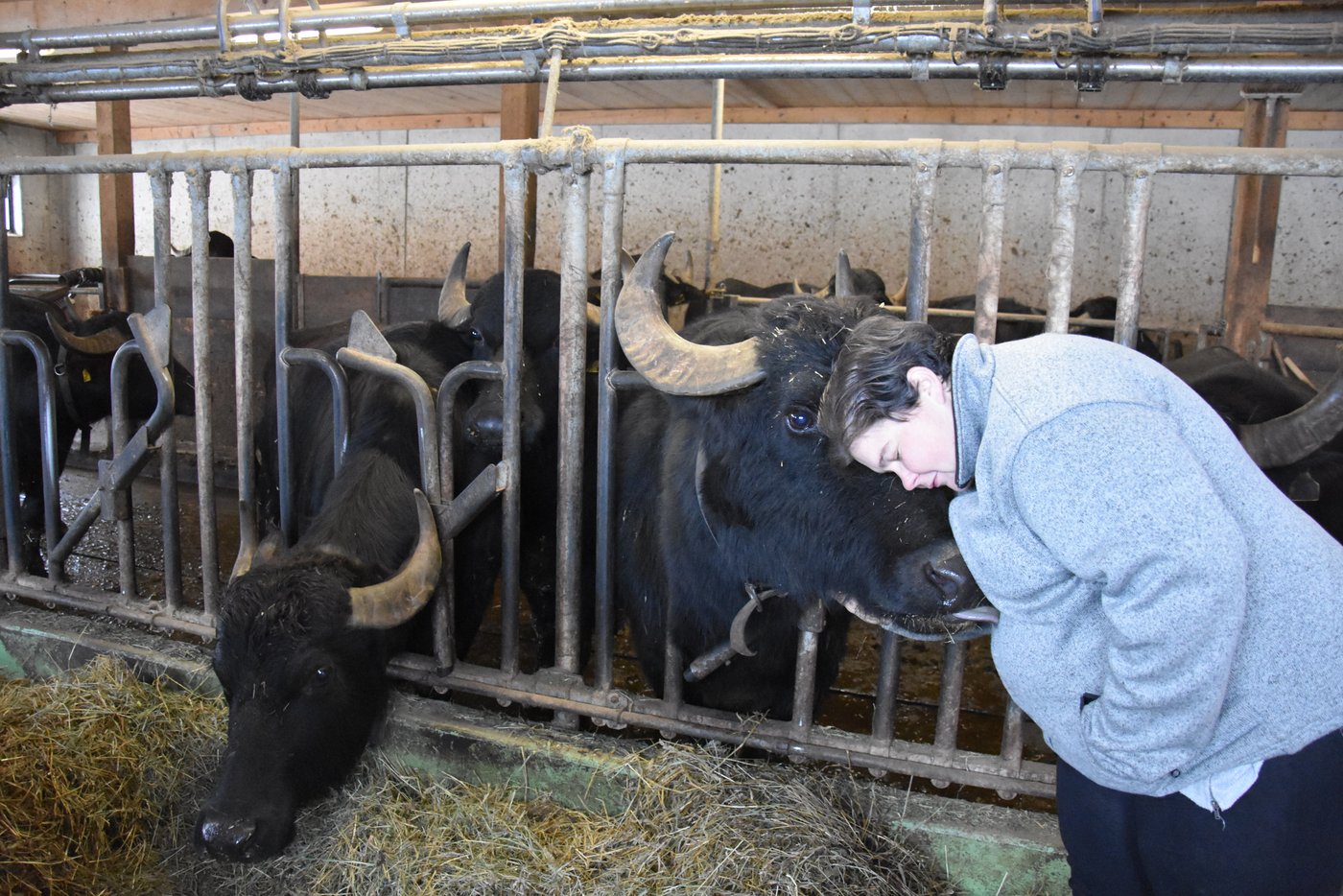 Anhänglich, zahm, sanftmütig und neugierig. Das ist der Steckbrief der exotischen Tiere. (Bild BauernZeitung/sjh)