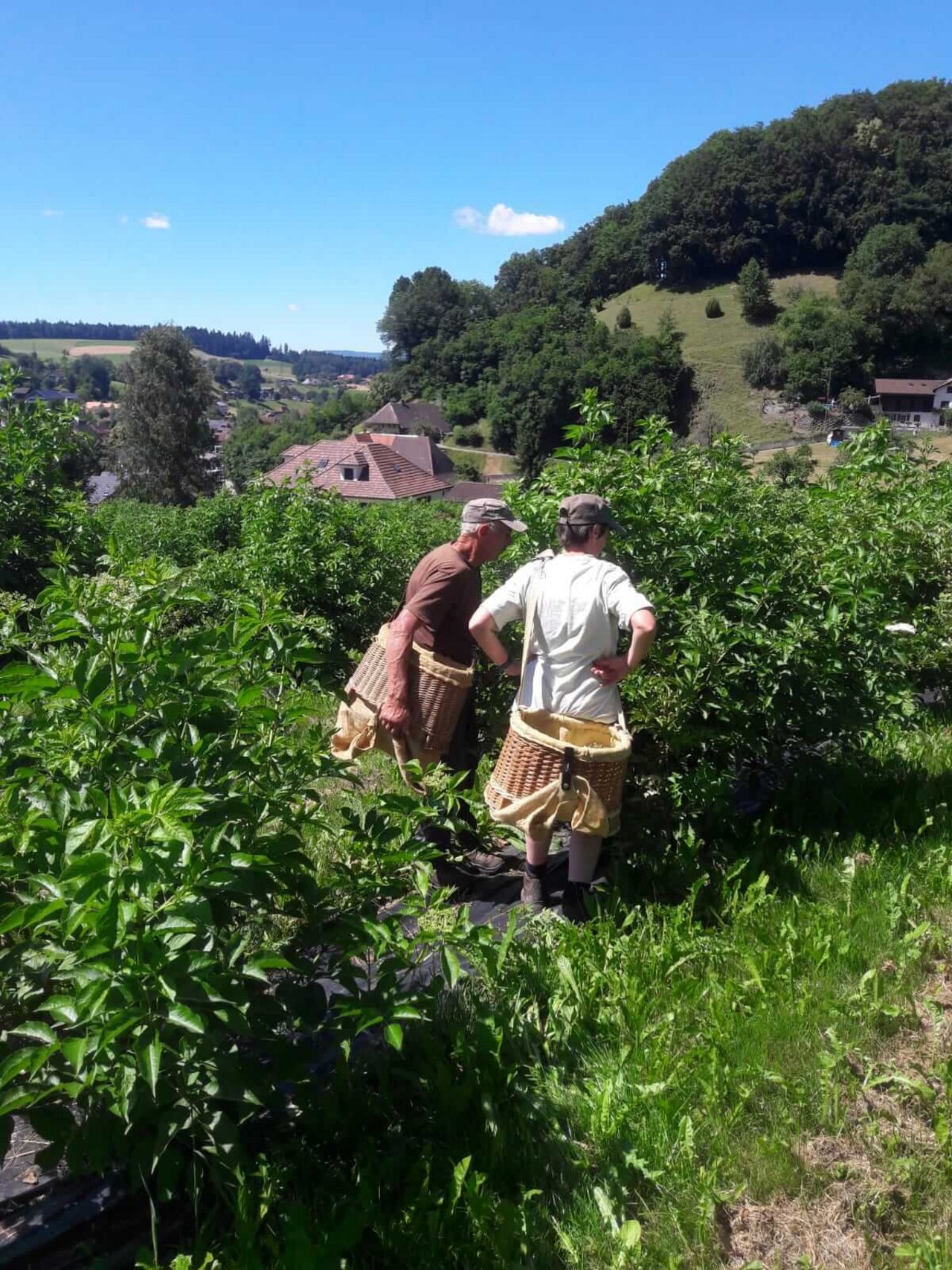 Franziska Schärer und ihr Vater beim Holunderblüten-Ernten. (Bild Deborah Rentsch)