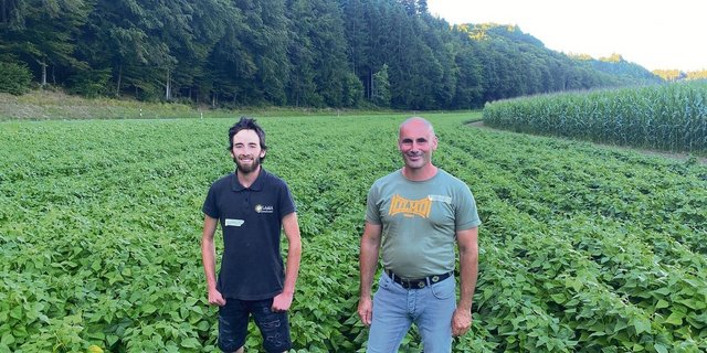 Thomas Wiedmer und sein Mitarbeiter Lurintg Bardill in ihrem Bohnenfeld. Der Bestand hat sich gut entwickelt.