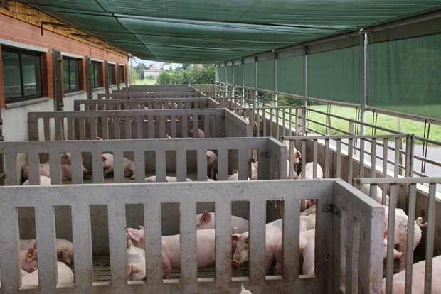 Bei akuten Probleme könne den Schweinehaltern schneller geholfen werden, so die Suisag. (Bild lid)