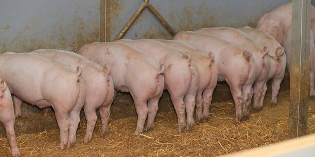 Wegen der neuen Bedingungen per 2021 kommen laut Suisseporcs Mehrleistungen mit weniger Entschädigung auf die Produzenten zu. (Bild Peter Röthlisberger /BauZ)