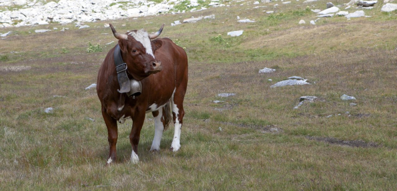 Kein Leichtgewicht: Ein Evolèner Rind, in diesem Fall aber nicht das geflohene. (Bild LID)