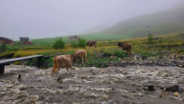 Starke Regenfälle können dazu führen, dass Kühe auf andere Weiden getrieben werden müssen.