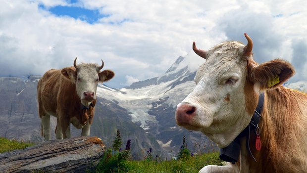Der Branchenstandard für Schweizer Milch soll die einheimischen Produkte gegenüber der Importware attraktiver machen. Dafür müssen die Produzenten etwas unternehmen – und sie erhalten einen Preisbonus von zwei Rappen. (Bild Pixabay)