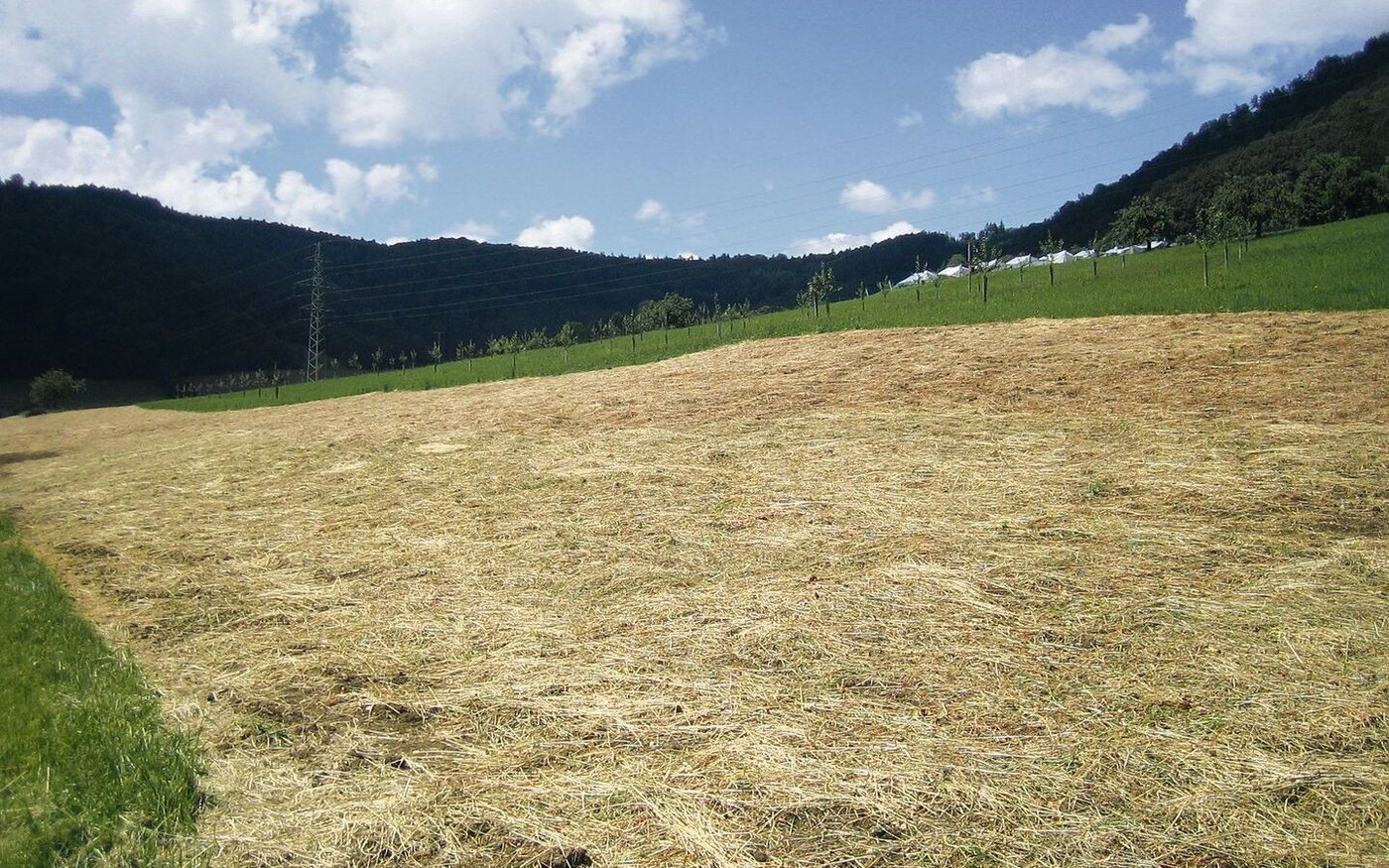 Das verteilte Schnittgut deckt den Boden ab, was gute Keimbedingungen und Schutz vor Erosion bringt.