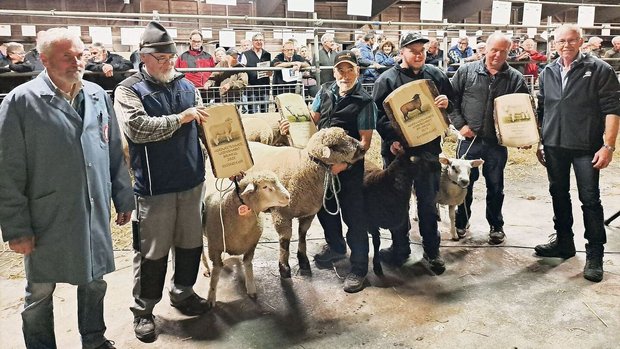 Diese Mister wurden als Rassensieger aus 56 Widdern der Region Nordwestschweiz erkoren.