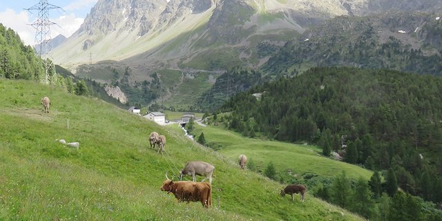 Weil verschiedene Rinderrassen nicht dasselbe fressen und weil sie sich im Körperbau unterscheiden, beeinflussen sie die Pflanzen auf ihren Weiden unterschiedlich. (Bild Caren Pauler)