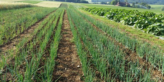 Stefan Brunner experimentiert auf seinem Betrieb mit Ackerbau und Gemüse schon länger mit neuen Methoden, etwa Ansätzen aus der Permakultur. (Bild brunnereichhof.ch)