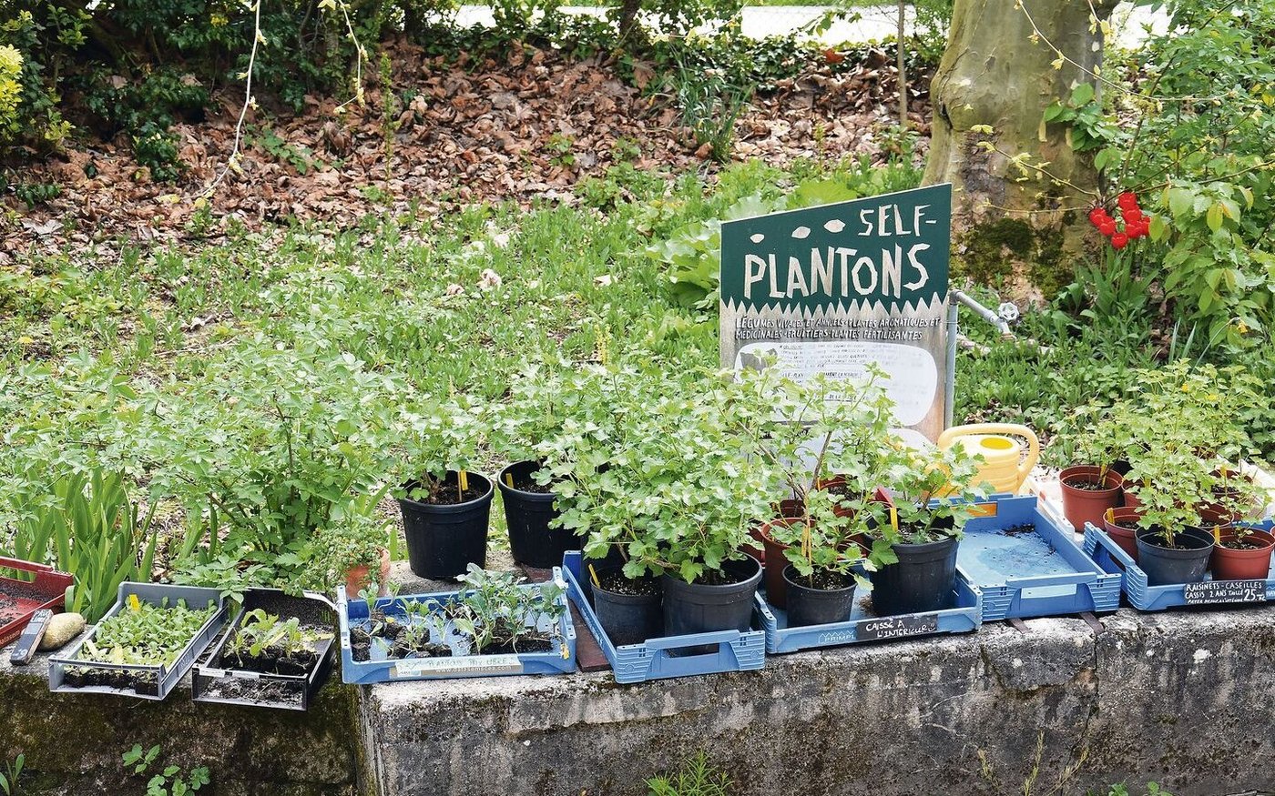 Auf dem Betrieb werden diverse Gemüsesorten, Beeren und Kräuter als Setzlinge gezogen, die zum Teil im Verkauf landen. 