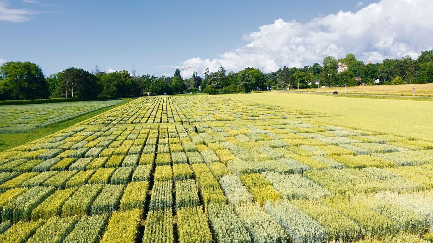 Die diesjährigen Resultate der Winterweizensorten in den Swissgranum-Versuchen fielen mittelmässig aus.