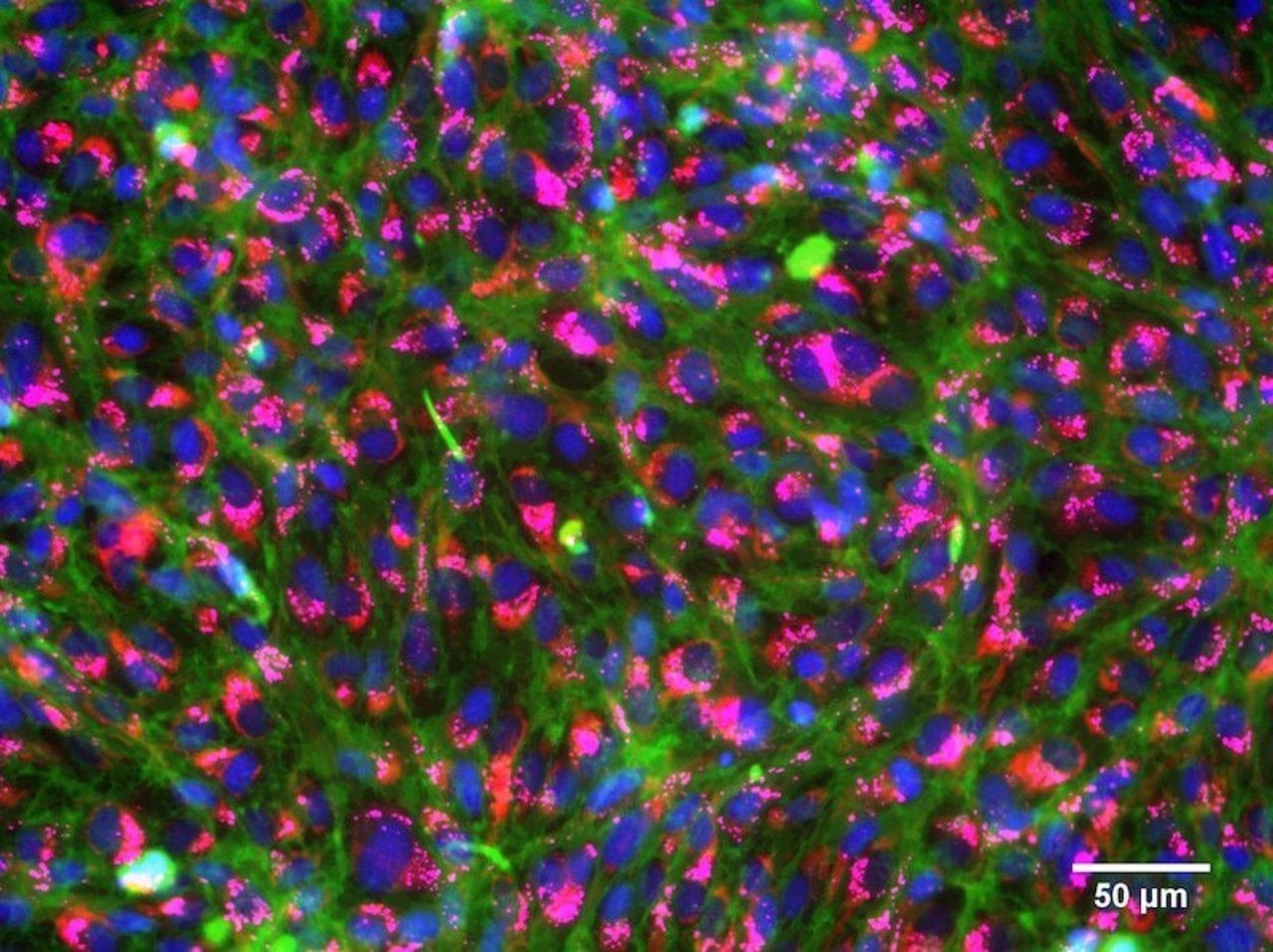 Angefärbte, gesunde Kiemenzellen von Regenbogenforellen: Zellkerne (blau), Membranen (grün), Mitochondrien (rot), Lysosome (pink). (Bild Eawag)