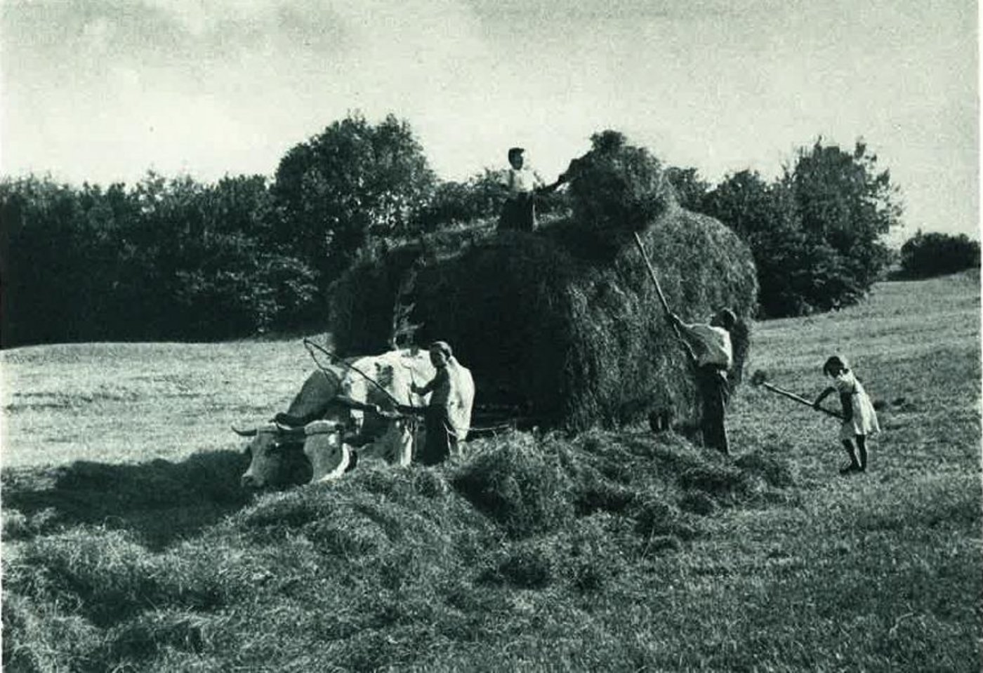 Das Heu wird auf den Brückenwagen geladen. (Bild Bucher-Guyer)