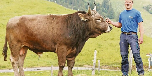 Samuel Suter hat zwar im Schwingen noch keinen Siegermuni gewonnen, dennoch stehen auf seinem Betrieb drei Zuchtstiere.
