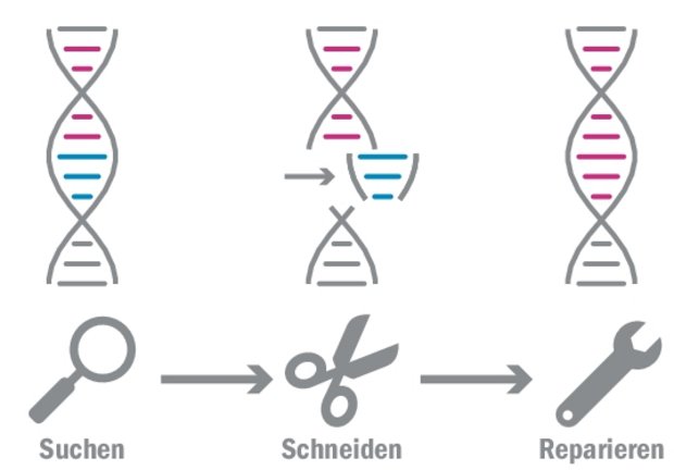 Mit der Such- und Schneide-Maschine CRISPR/Cas lassen sich Gene punktgenau aus Organismen herausschneiden und mit fremden Bestandteilen ergänzen oder ersetzen. (Grafik mi/Quelle transgen.de)